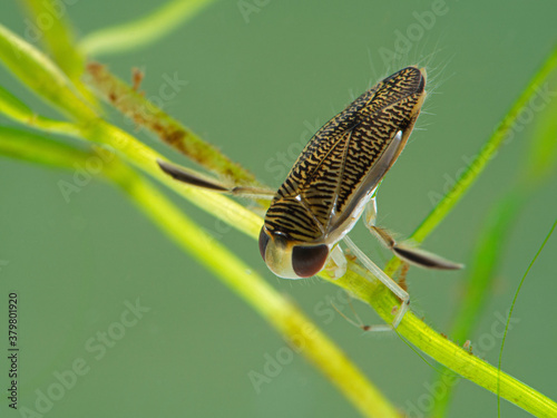 P1010023 water boatman, Corixidae, underwater on aquatic plant. Delta, British Columbia, Canada cECP 2020