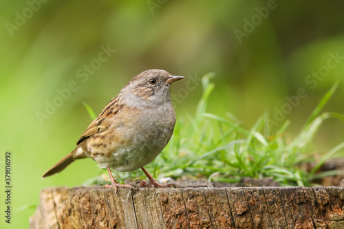 Adult dunnock, hedge sparrow, prunella modularis, perched on a log in the British countryside, Great Britain, UK