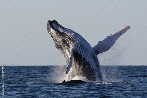 Amazing scene of a humpback whale jumping in front of its calf while sailing in the Sainte Marie canal, Madagascar 