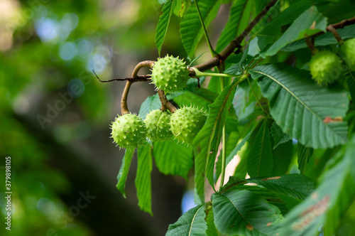 Branches of Aesculus hippocastanum with leaves and ripening spiny fruits called horse chestnuts, detail of conker tree