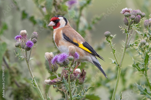 Goldfinch in thistle