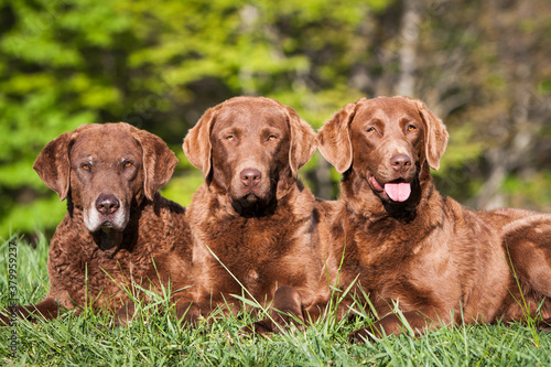 Portrait of Chesapeake Bay Retrievers laying outside