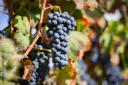 Cachos de uvas nas vindimas 