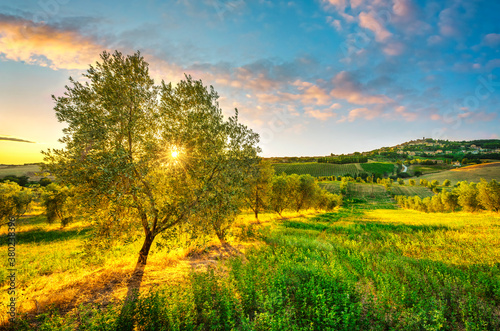 Casale Marittimo village, olive tree and landscape in Maremma. Tuscany, Italy.