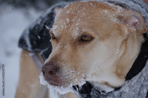 Kalter Winter in Norwegen. Auch für den Hund.