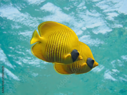 Pair of bluecheek butterflyfish (Chaetodon semilarvatus) swimming in the clear water of Red Sea, Egypt