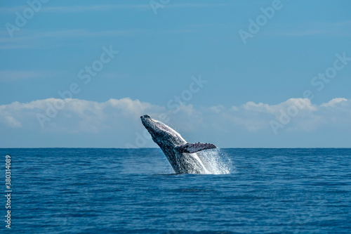 humpback whale breaching in cabo san lucas pacific ocean