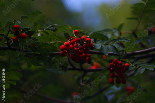 jarzębina czerwona owoce jesienna przyroda i jej urok