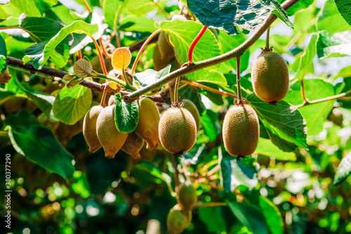 Kiwifruits growing on plant