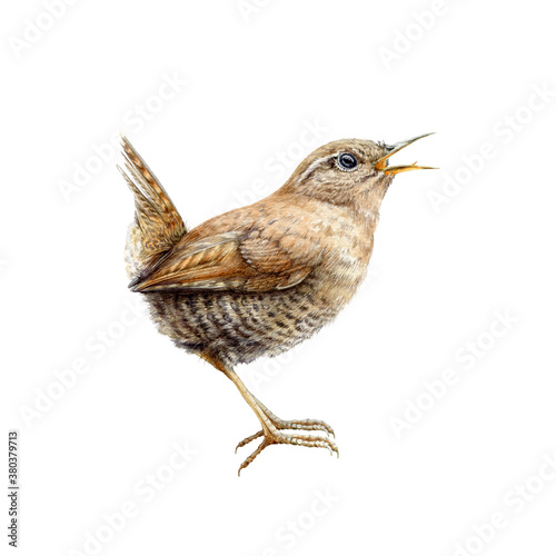 European brown wren watercolor illustration. Small forest song bird hand drawn illustration. Europe wren wild bird with a funny tail side view isolated on white background
