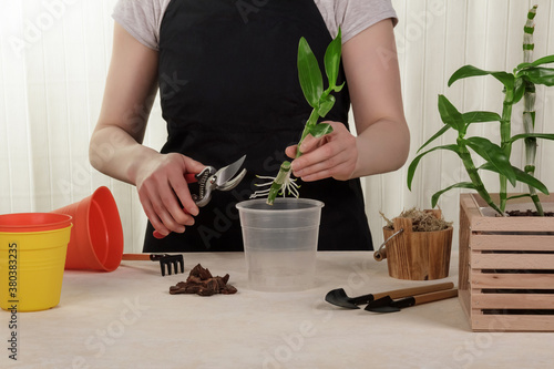 Girl florist transplants a flower dendrobium nobile on light background