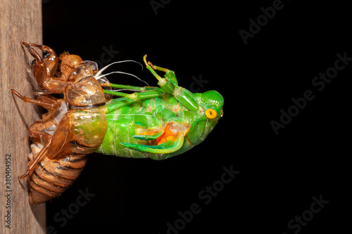 Cicada molting exuvia emerging shell