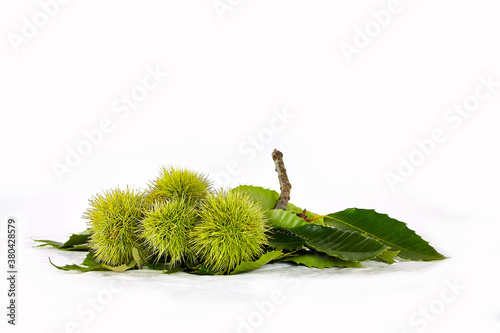 Pungent green chestnuts on white background. Autumn mood. Harvest time.