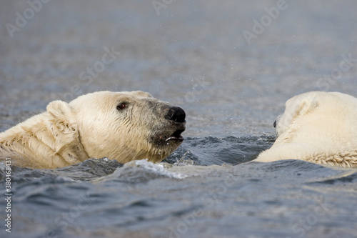 Polar Bears Swimming, Svalbard, Norway