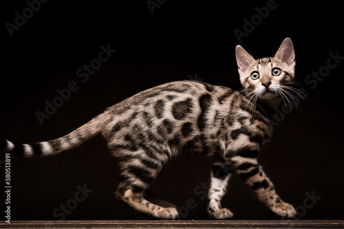 Pure breed Bengal male kitten/cat 