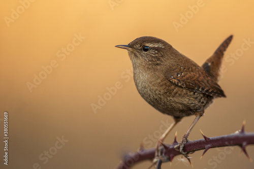 Close up side view of Eurasian wren (Troglodytes troglodytes) perched on a branch isolated on golden background