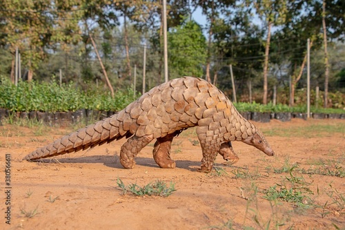 Indian Pangolin or Anteater (Manis crassicaudata) one of the most traffic/smuggled wildlife species in the world for its scales and meat 