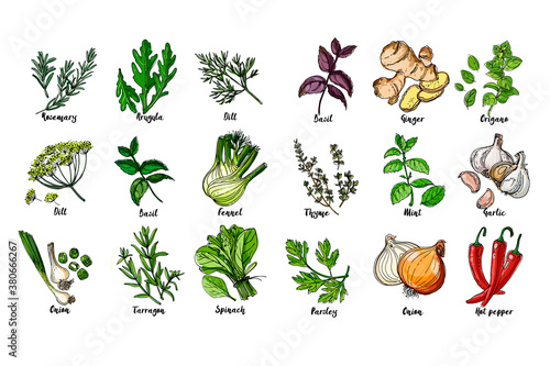 Herbs. Spices. Italian herb drawn black lines on a white background. Vector illustration. Basil, ginger, origano, Thame, mint, garlic, parsley, onion, hot pepper, rosemary, arugula, dill, basil