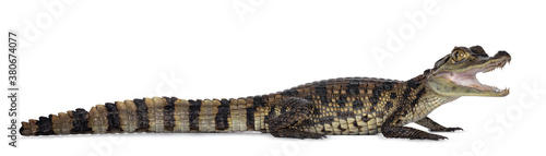 Young, one year old Spectacled Caiman crocodile, standing side ways. Mouth open. Isolated on white background.