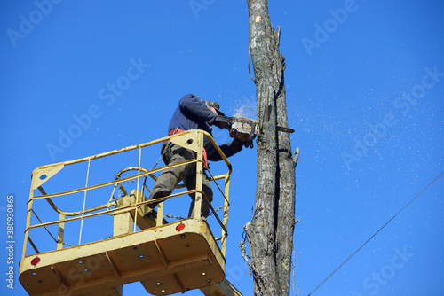 Municipal worker cutting dead standing tree with chainsaw using truck-mounted lift