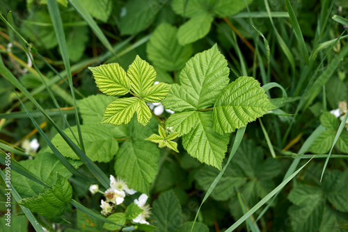 Rubus caesius