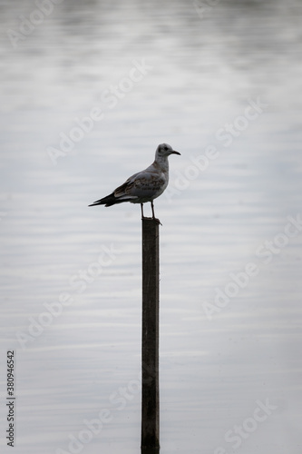 Młoda mewa śmieszka (Chroicocephalus ridibundus) stoi na słupku