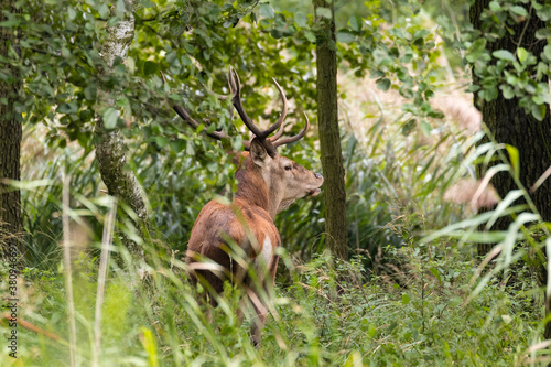 Duży imponujący jeleń byk Cervus elaphus elaphus w lesie