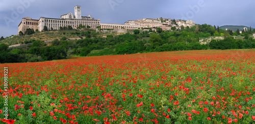 Hilltop city of Assisi with wildflower poppies in Umbria Italy