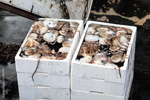 fresh jellyfish in styrofoam boxes on a fishing boat