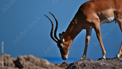 Single black-faced impala antelopes (aepyceros melampus) drinking at a water hole in Kalahari desert, Etosha National Park, Namibia, Africa.