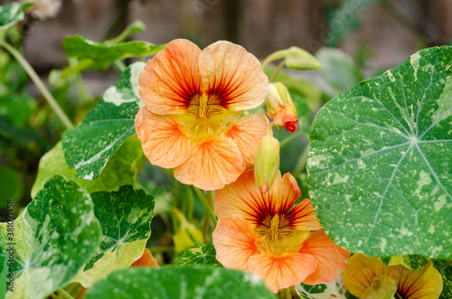 A close up view of peach coloured nasturtium or Tropaeolum flowers in a garden.