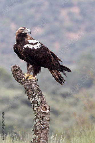 Spanish Imperial Eagle adult male in a mediterranean forest on a windy day