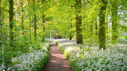 Pathway through the forest with blooming wild garlic (Allium ursinum). Stochemhoeve, Leiden, the Netherlands. Picturesque panoramic spring scene. Travel destinations, eco tourism, ecology, pure nature