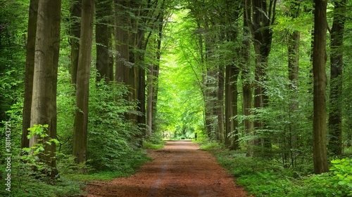 Walkway in a green spring beech forest in Leuven, Belgium. Beautiful natural tunnel. Atmospheric landscape. Eco tourism, travel destinations, environmental conservation, pure nature