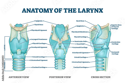 Larynx anatomy with labeled structure scheme and educational medical views