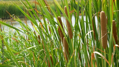 Thickets of reeds on background of lake or pond water. Thick brown reed with leaves on background of calm water and green shore in Thailand. Concept of nature conservation, recreation and fishing.