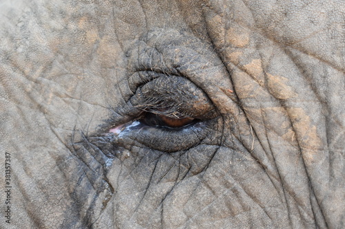 Elephant Eye