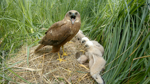 Northern marsh harrier bird on nest with chicks Circus aeruginosus