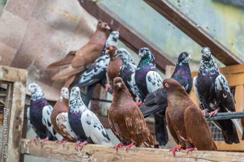 group of homing pigeons resting in a bird house
