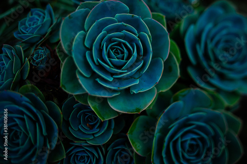 Green and blue succulents on black background. Desert plants. Geometrical plants.