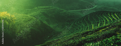 green tea plantation landscape