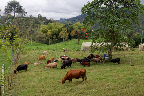 Gospodarstwo hodowlane w Andach kolumbijskich