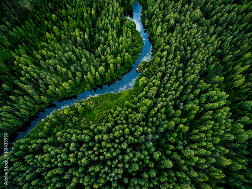 Aerial view of green grass forest with tall pine trees and blue bendy river flowing through the forest