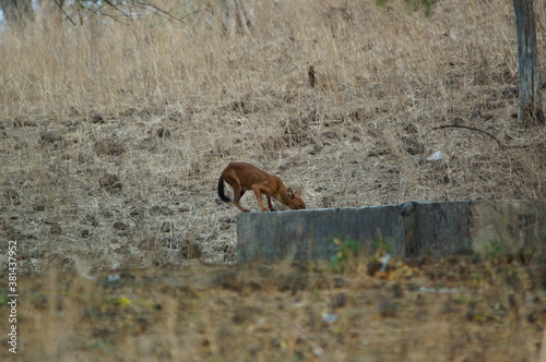 The dhole is a coyote that lives in Asia, especially in the south and east. Invite not the same as a wolf.