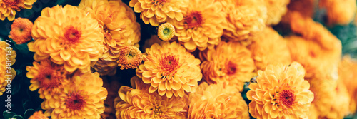 Close up of bouquet of orange chrysanthemum flowers in pot in garden, background image, banner image