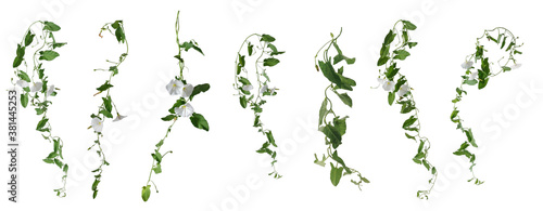 Few stems of bindweed with white flowers and green leaves at various angles on white background