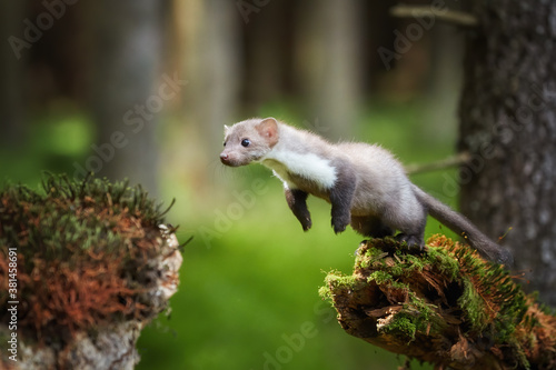 Agile Stone Marten, Martes foina, tiny forest predator jumping over gap among two spruce trunks. Spring time in spruce forest. Low angle photo, blurred nature background. Europe.