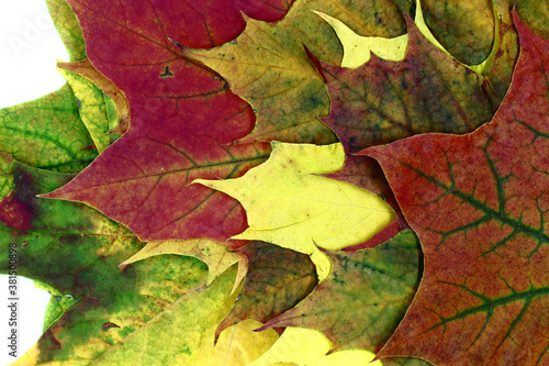 Composition of several maple leaves of different colors. Close-up. Natural color.