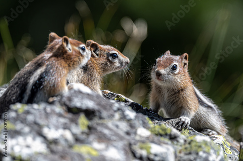 Young Golden-mantled Ground Squirrel (Callospermophilus lateralis), Grand Teton National Park