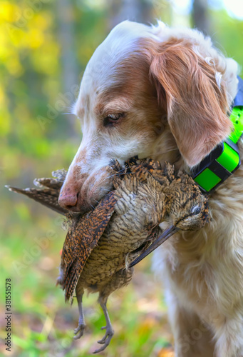 Hunting for a woodcock with the English setter. Real hunt. Portrait of a hunting dog with trophies. Photos of real hunting. 